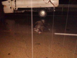 Hasandede'de domuz sürüsü kaza yaptırdı - Kırıkkale Haber, Son Dakika Kırıkkale Haberleri