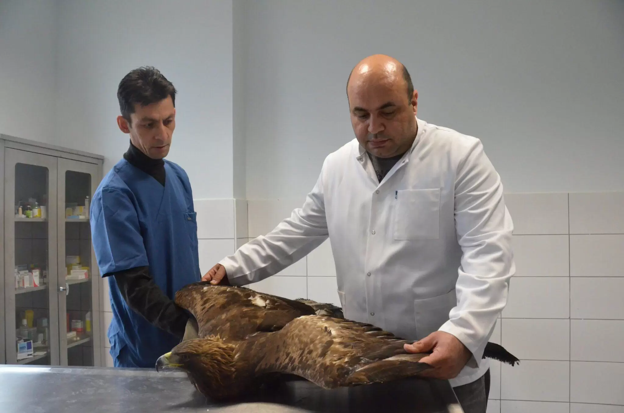 Hasta kartal tedavi ediliyor - Kırıkkale Haber, Son Dakika Kırıkkale Haberleri Hasta kartal tedavi ediliyor - Kırıkkale Haber, Son Dakika Kırıkkale Haberleri