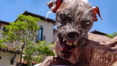 Delice'de Kuduz Vakası - Kırıkkale Haber, Son Dakika Kırıkkale Haberleri