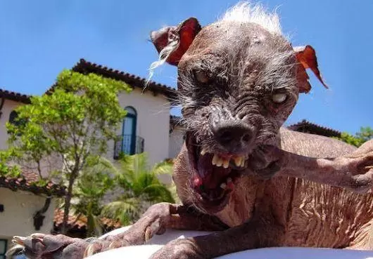 Delice'de Kuduz Vakası - Kırıkkale Haber, Son Dakika Kırıkkale Haberleri Delice'de Kuduz Vakası - Kırıkkale Haber, Son Dakika Kırıkkale Haberleri