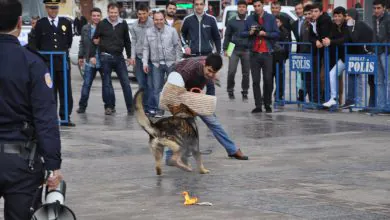 Polis köpekleri şov yaptı - Kırıkkale Haber, Son Dakika Kırıkkale Haberleri