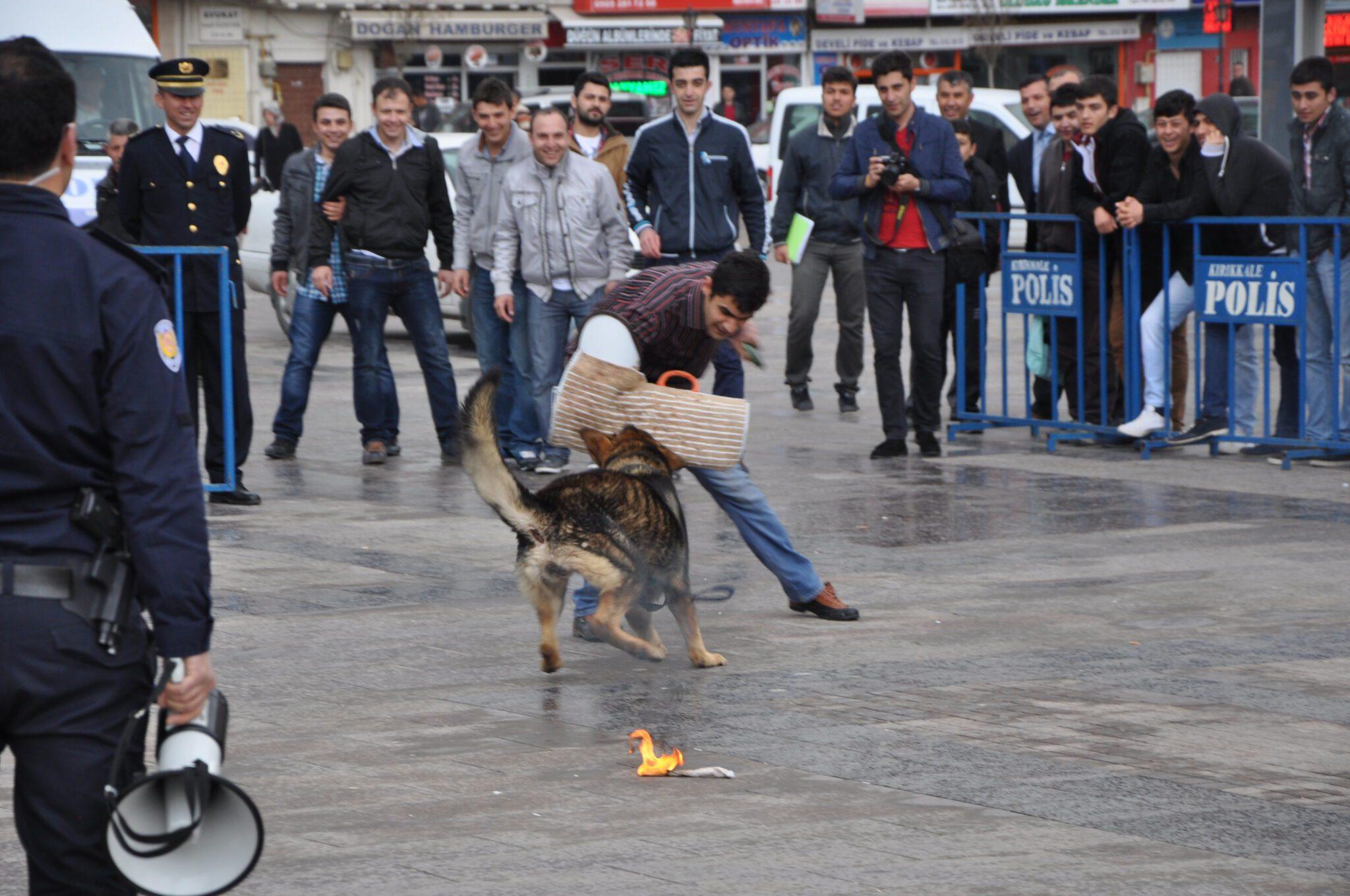 Polis köpekleri şov yaptı - Kırıkkale Haber, Son Dakika Kırıkkale Haberleri