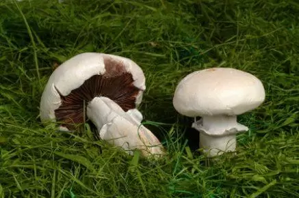 Mantar zehirlenmelerine dikkat - Kırıkkale Haber, Son Dakika Kırıkkale Haberleri Mantar zehirlenmelerine dikkat - Kırıkkale Haber, Son Dakika Kırıkkale Haberleri