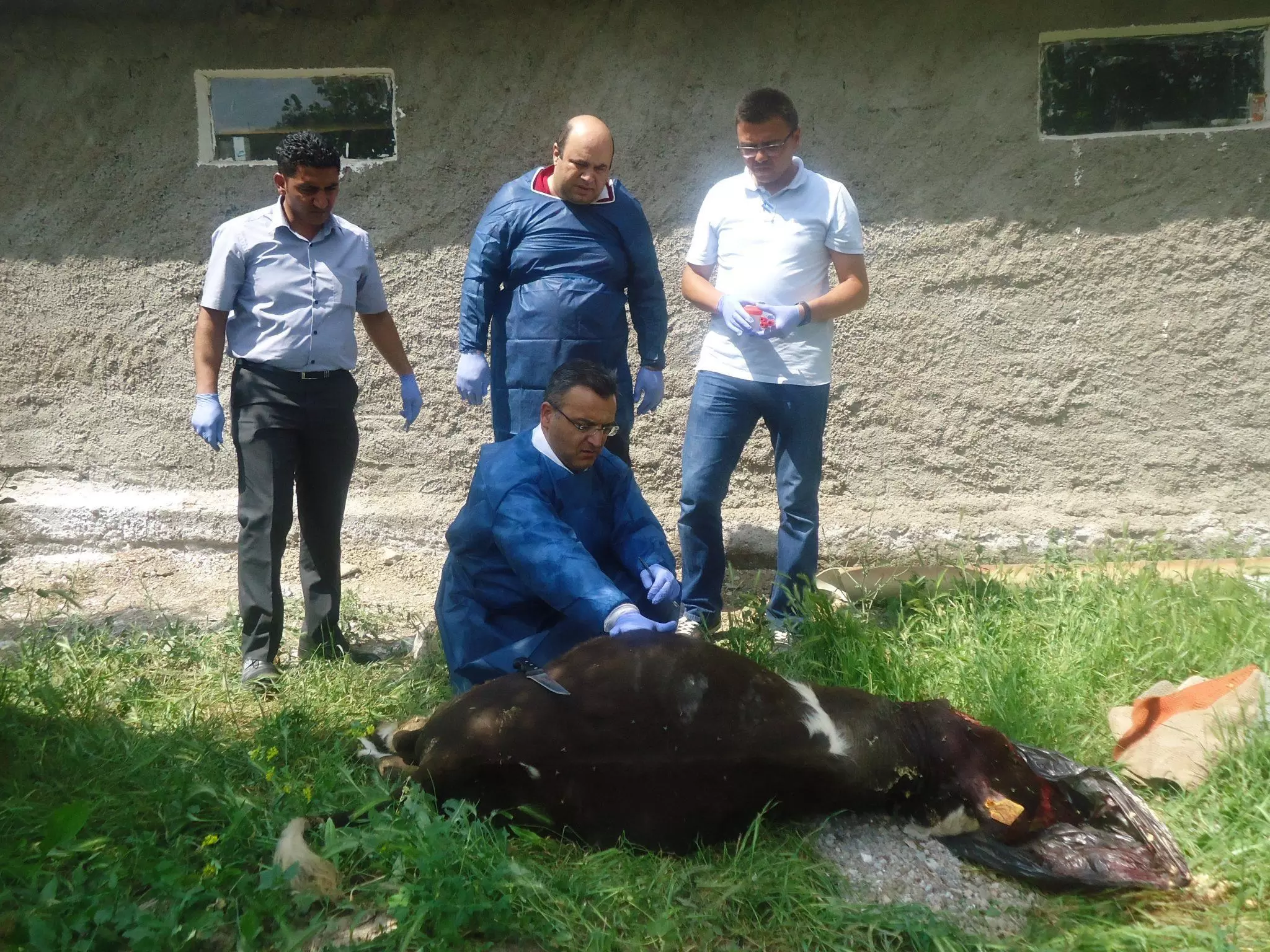 Delice’de şarbon karantinası - Kırıkkale Haber, Son Dakika Kırıkkale Haberleri Delice’de şarbon karantinası - Kırıkkale Haber, Son Dakika Kırıkkale Haberleri