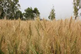 Çiftçilere pas uyarı - Kırıkkale Haber, Son Dakika Kırıkkale Haberleri