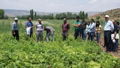 Kırıkkale’nin tek organik üretimi burada - Kırıkkale Haber, Son Dakika Kırıkkale Haberleri