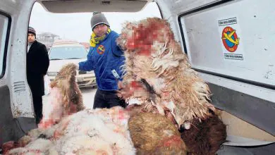 THK deri toplayacak - Kırıkkale Haber, Son Dakika Kırıkkale Haberleri