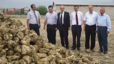 Şeker pancarı alımları başladı - Kırıkkale Haber, Son Dakika Kırıkkale Haberleri