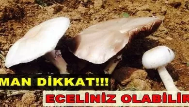 3 kişi mantardan zehirlendi - Kırıkkale Haber, Son Dakika Kırıkkale Haberleri 3 kişi mantardan zehirlendi - Kırıkkale Haber, Son Dakika Kırıkkale Haberleri