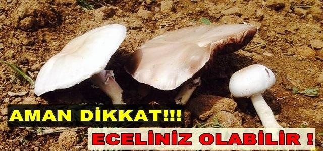 3 kişi mantardan zehirlendi - Kırıkkale Haber, Son Dakika Kırıkkale Haberleri