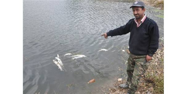 Balık ölümleri artıyor - Kırıkkale Haber, Son Dakika Kırıkkale Haberleri