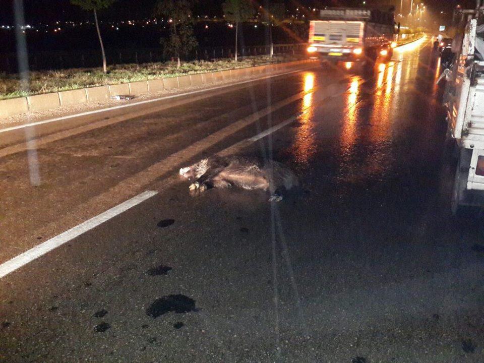 Hasandede'de domuz sürüsü kaza yaptırdı - Kırıkkale Haber, Son Dakika Kırıkkale Haberleri