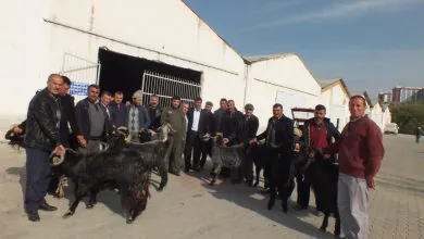 Üreticilere kıl tekesi dağıtıldı - Kırıkkale Haber, Son Dakika Kırıkkale Haberleri Üreticilere kıl tekesi dağıtıldı - Kırıkkale Haber, Son Dakika Kırıkkale Haberleri