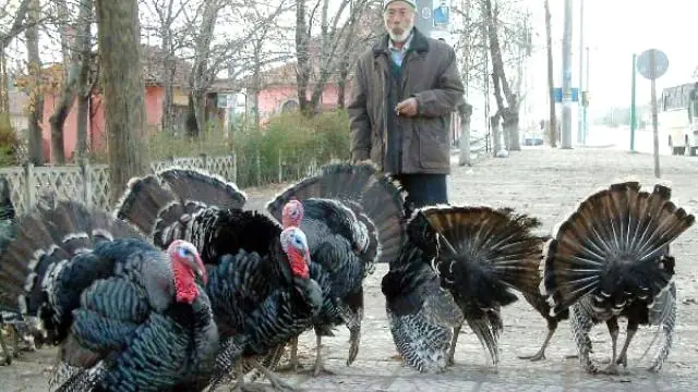 En ucuz yılbaşı hindisi 75 lira - Kırıkkale Haber, Son Dakika Kırıkkale Haberleri