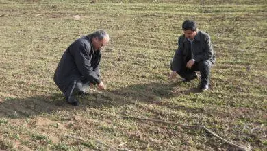 Tarla faresi ile mücadele - Kırıkkale Haber, Son Dakika Kırıkkale Haberleri