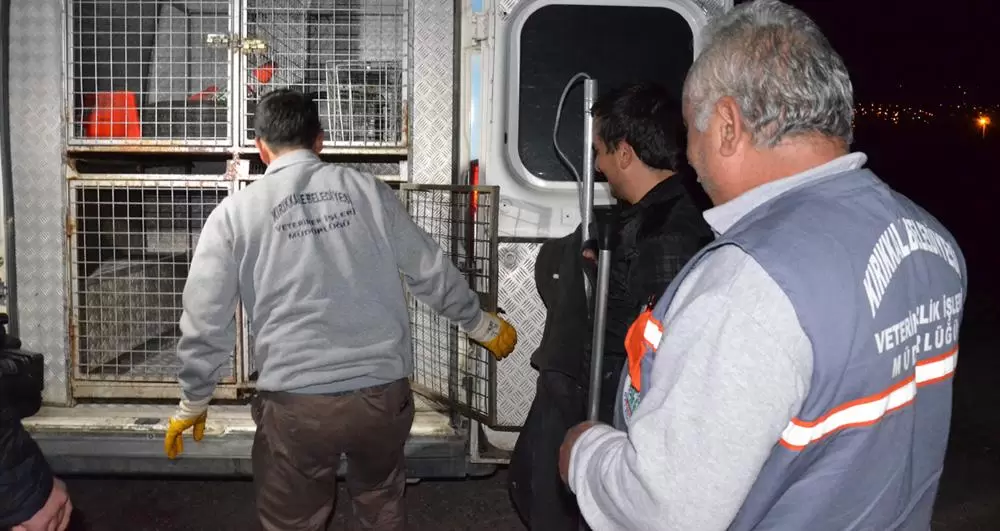 Sokak köpekleri toplanıyor - Kırıkkale Haber, Son Dakika Kırıkkale Haberleri Sokak köpekleri toplanıyor - Kırıkkale Haber, Son Dakika Kırıkkale Haberleri