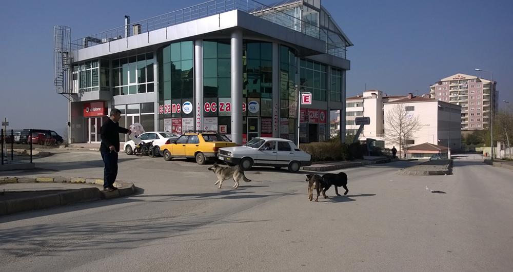 Belediye’ye Başıboş köpek tepkisi - Kırıkkale Haber, Son Dakika Kırıkkale Haberleri