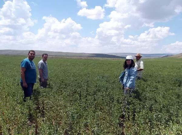 Aspirde hastalık çıktı - Kırıkkale Haber, Son Dakika Kırıkkale Haberleri