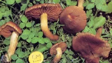 Zehirli Mantarlara Dikkat - Kırıkkale Haber, Son Dakika Kırıkkale Haberleri Zehirli Mantarlara Dikkat - Kırıkkale Haber, Son Dakika Kırıkkale Haberleri