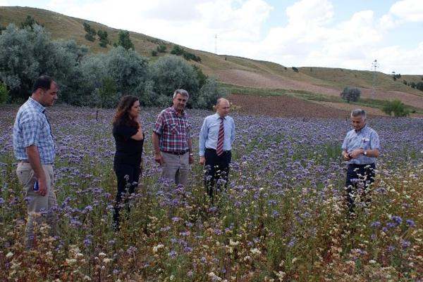 Arı otu olumlu sonuç aldı - Kırıkkale Haber, Son Dakika Kırıkkale Haberleri