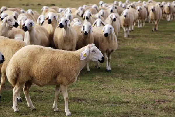 Gümüşhane, Kırıkkale koyunu ile bilime katkı yaptı - Kırıkkale Haber, Son Dakika Kırıkkale Haberleri Gümüşhane, Kırıkkale koyunu ile bilime katkı yaptı - Kırıkkale Haber, Son Dakika Kırıkkale Haberleri