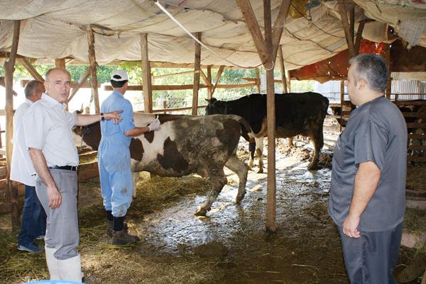 52 bin hayvan aşılandı - Kırıkkale Haber, Son Dakika Kırıkkale Haberleri