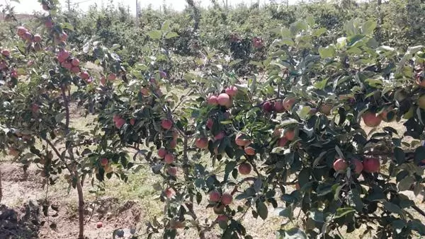 Meyvecilik ve Bağcılık Gelişiyor - Kırıkkale Haber, Son Dakika Kırıkkale Haberleri Meyvecilik ve Bağcılık Gelişiyor - Kırıkkale Haber, Son Dakika Kırıkkale Haberleri