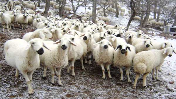 Kursan kesiminde dikkat edilmesi gerekenler - Kırıkkale Haber, Son Dakika Kırıkkale Haberleri Kursan kesiminde dikkat edilmesi gerekenler - Kırıkkale Haber, Son Dakika Kırıkkale Haberleri