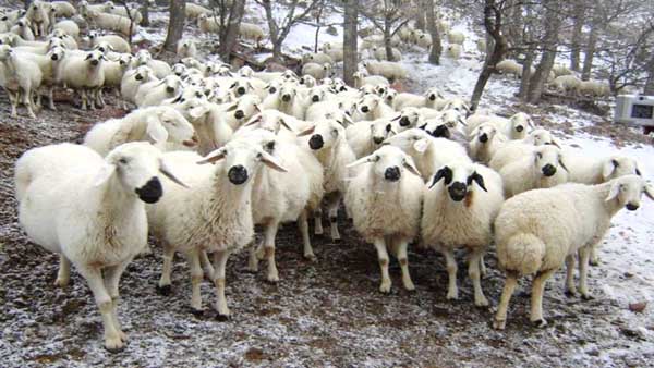 Kursan kesiminde dikkat edilmesi gerekenler - Kırıkkale Haber, Son Dakika Kırıkkale Haberleri