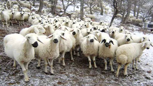 Kursan kesiminde dikkat edilmesi gerekenler - Kırıkkale Haber, Son Dakika Kırıkkale Haberleri