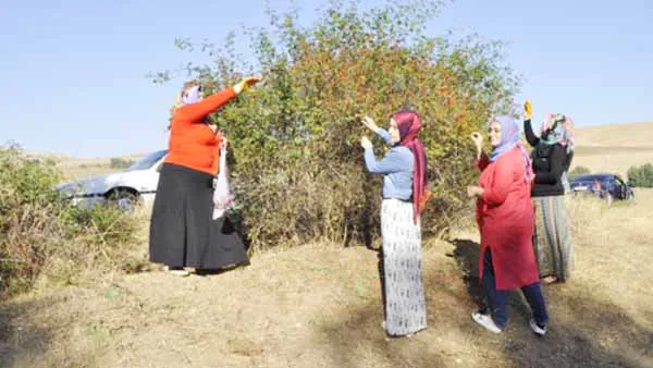 Kuşburnu ile kışa hazırlık - Kırıkkale Haber, Son Dakika Kırıkkale Haberleri Kuşburnu ile kışa hazırlık - Kırıkkale Haber, Son Dakika Kırıkkale Haberleri