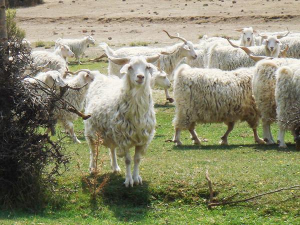 “Tiftik Keçisi Yetiştiriciliğini Yaygınlaştırma Projesi” - Kırıkkale Haber, Son Dakika Kırıkkale Haberleri