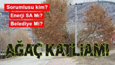 Ağaç Katliamı - Kırıkkale Haber, Son Dakika Kırıkkale Haberleri Ağaç Katliamı - Kırıkkale Haber, Son Dakika Kırıkkale Haberleri