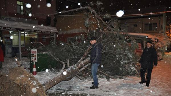 Çam ağacı devrildi - Kırıkkale Haber, Son Dakika Kırıkkale Haberleri