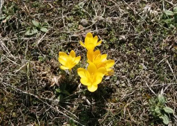 Çiğdem çiçekleri açmaya başladı - Kırıkkale Haber, Son Dakika Kırıkkale Haberleri