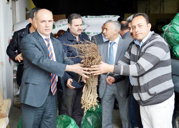 Çiftçilere üzüm bağ fidanı dağıtıldı - Kırıkkale Haber, Son Dakika Kırıkkale Haberleri