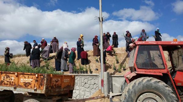 Karakeçili’de fidan dikimine başlandı - Kırıkkale Haber, Son Dakika Kırıkkale Haberleri