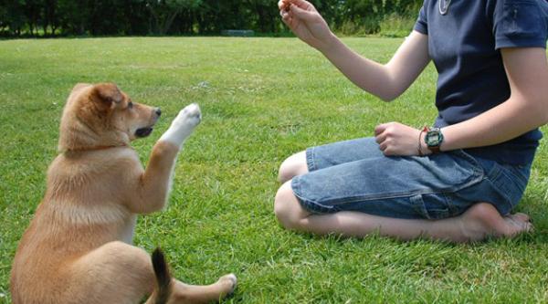 ‘Köpek Eğitmenliği’ kursu - Kırıkkale Haber, Son Dakika Kırıkkale Haberleri