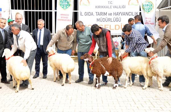 Çiftçilere 126 damızlık koç dağıtıldı - Kırıkkale Haber, Son Dakika Kırıkkale Haberleri Çiftçilere 126 damızlık koç dağıtıldı - Kırıkkale Haber, Son Dakika Kırıkkale Haberleri
