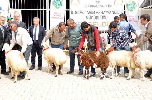 Çiftçilere 126 damızlık koç dağıtıldı - Kırıkkale Haber, Son Dakika Kırıkkale Haberleri