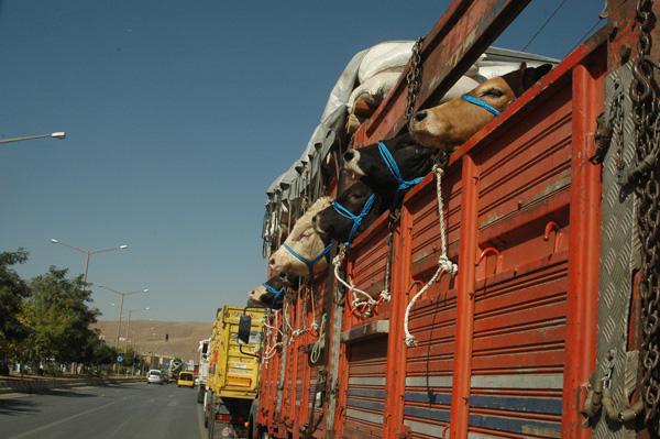 Evraksız hayvan sevkiyatı yapanlara ceza - Kırıkkale Haber, Son Dakika Kırıkkale Haberleri