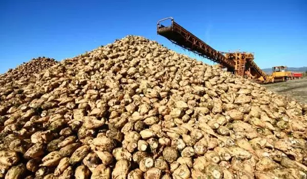 Şeker pancarı avansları ödeniyor - Kırıkkale Haber, Son Dakika Kırıkkale Haberleri Şeker pancarı avansları ödeniyor - Kırıkkale Haber, Son Dakika Kırıkkale Haberleri