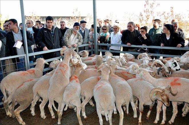 KURBAN TELAŞI BAŞLADI - Kırıkkale Haber, Son Dakika Kırıkkale Haberleri