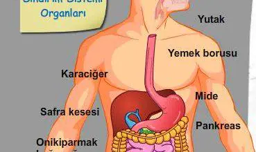 MİDENİZ DE GRİP OLABİLİR - Kırıkkale Haber, Son Dakika Kırıkkale Haberleri MİDENİZ DE GRİP OLABİLİR - Kırıkkale Haber, Son Dakika Kırıkkale Haberleri