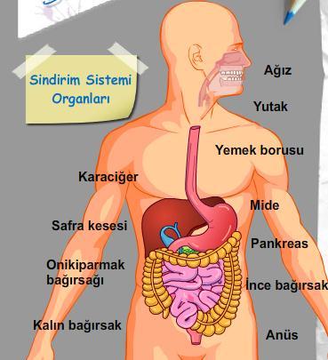 MİDENİZ DE GRİP OLABİLİR - Kırıkkale Haber, Son Dakika Kırıkkale Haberleri