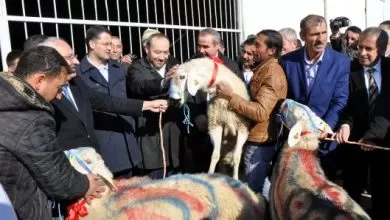 100 Damızlık Koç dağıtıldı - Kırıkkale Haber, Son Dakika Kırıkkale Haberleri