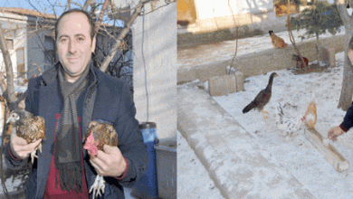 Memurun “süs tavuğu” tutkusu - Kırıkkale Haber, Son Dakika Kırıkkale Haberleri Memurun “süs tavuğu” tutkusu - Kırıkkale Haber, Son Dakika Kırıkkale Haberleri