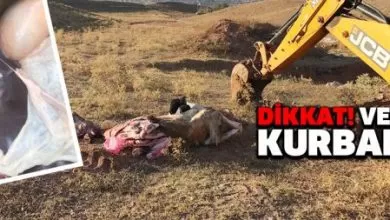 Dikkat! Veremli kurbanlık - Kırıkkale Haber, Son Dakika Kırıkkale Haberleri Dikkat! Veremli kurbanlık - Kırıkkale Haber, Son Dakika Kırıkkale Haberleri