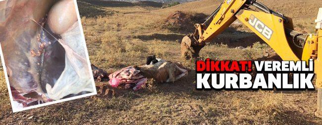 Dikkat! Veremli kurbanlık - Kırıkkale Haber, Son Dakika Kırıkkale Haberleri