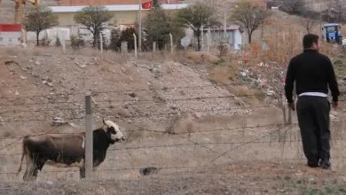Firari boğa yakalandı - Kırıkkale Haber, Son Dakika Kırıkkale Haberleri